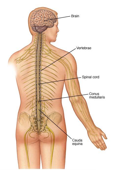 The Spinal Cord Together with brain forms the CNS Functions spinal cord reflexes integration (summation of