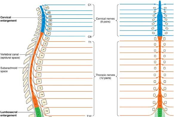 Spinal Nerves 31 Pairs of spinal nerves Named & numbered by the cord
