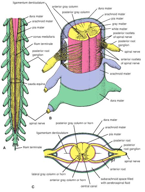 Structures Covering the Spinal Cord Vertebrae Epidural space filled with fat Dura mater Dense irregular CT tube Ends at the lower border of S2 Follows the nerve roots and become continuous with