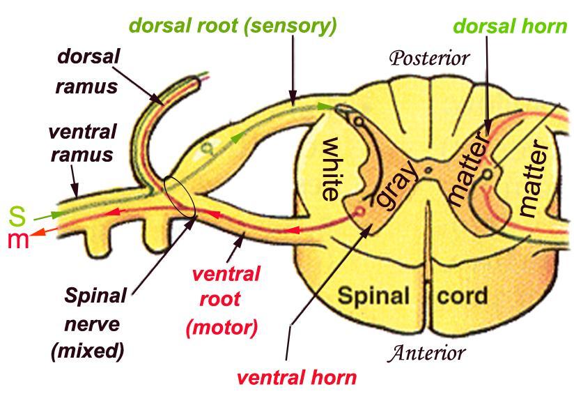 *The two roots are united together to form a spinal nerve (MS) -Each spinal nerve leaves the intervertebral foramen ( between two sequential vertebrae ) as a mixed nerve then outside it splits into