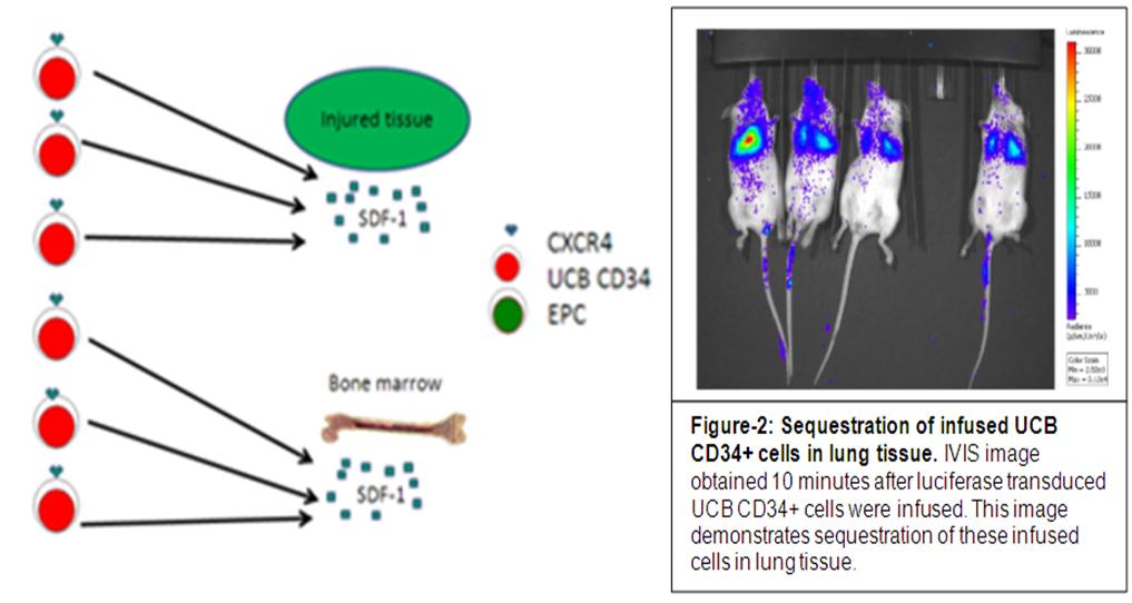 mpared to BM HSCs (other studies have observed greater migratory activity in UCB derived CD34(+) ce