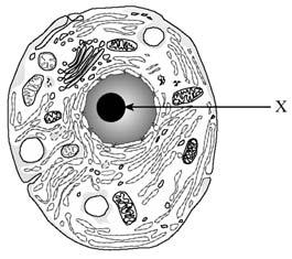 nucleolus. B. mitochondria. C. cell membrane. D. rough endoplasmic reticulum. 4. Products of this organelle are needed for which of the following? A. capillary-tissue fluid exchange B.