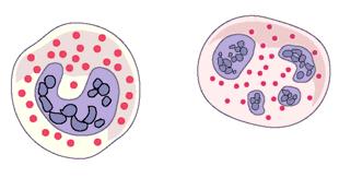 28. Which of the following would result if the cells to the right were functioning properly? A. Blood clotting would occur. B. Less oxygen would be carried in the blood. C.