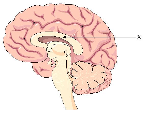 37. The structure labelled X is the A. cerebrum. B. cerebellum. C. hypothalamus. D. corpus callosum. 38. If a neuron is severed at point X, A. sensory impulses still reach the brain. B. increased amounts of neurotransmitters are secreted.