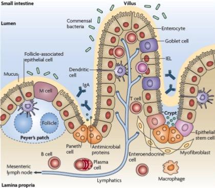 The gut is a complex barrier Careful immune regula:on is essen:al to the gut Dietary