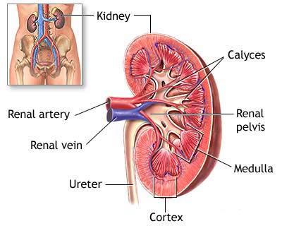 The Kidney - most people have two kidneys - lies about waist level more towards the