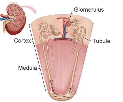 The Nephron - structural and functional unit of the kidney (urine is made inside the nephrons) -