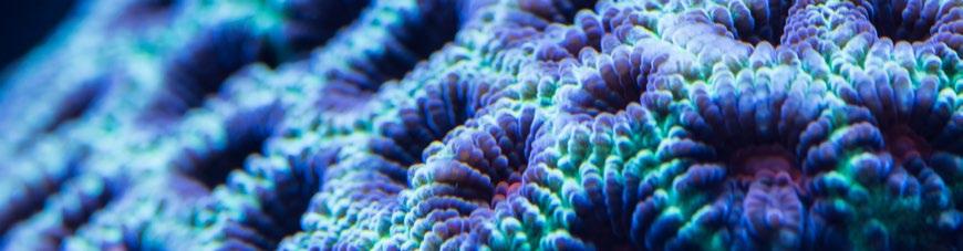 Alkaline - I All Elements - II INCREASES THE RATE OF CORAL GROWTH REQUIRED IN THE FORMATION OF CORAL SKELTONS FULLFILLS MINERAL DEFICIENCY 500 ml 1000 ml 250 ml 500 ml ReeFlowers Alkaline is a highly