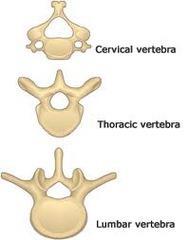 categories Example: Vertebrae In your notes,