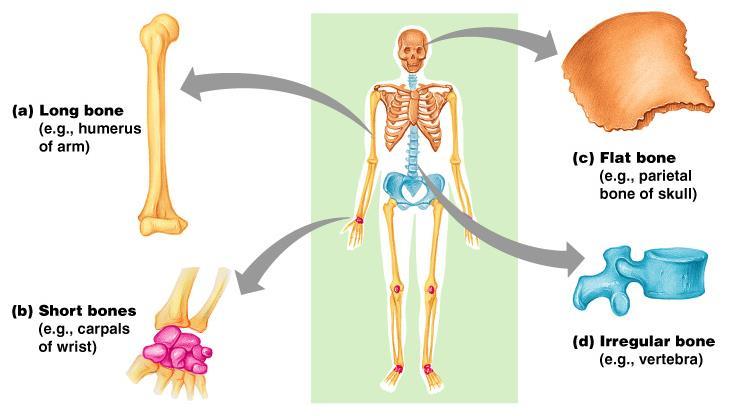 Classification of Bones by Shape Create a color key on your