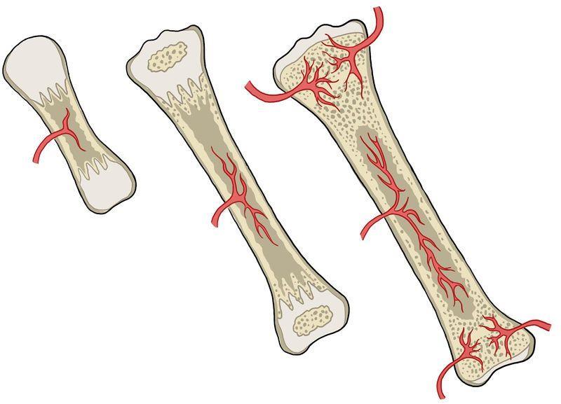 How do the bones of the skeletal