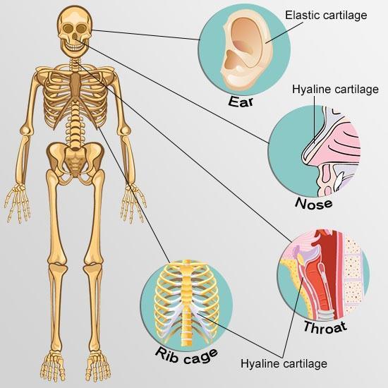 Changes in the Human Skeleton In