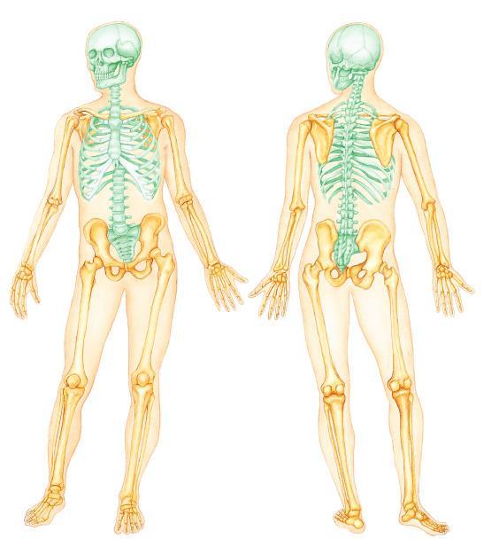 Divisions of the Skeleton Axial Skeleton AXIS : an imaginary line that something turns around Appendicular Skeleton APPENDAGE : a part of the body that is attached to the