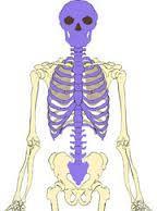 Divisions of the Skeleton Axial Skeleton: forms long axis of