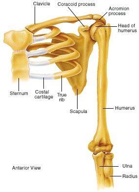 column, rib cage Appendicular Skeleton: Includes bones of