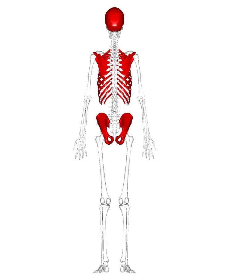 These bones are expanded into broad, flat plates, as in the cranium