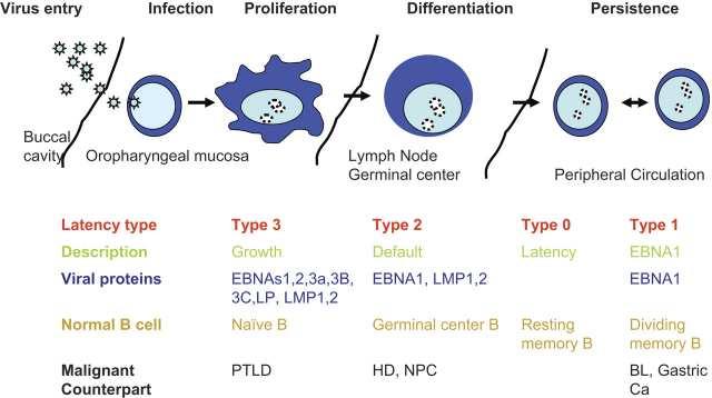 Herpes virus family Pathophysiology Latent infection within the recipient Related Diseases: Lymphomas, Lymphoproliferative disorders, hemophagocytic
