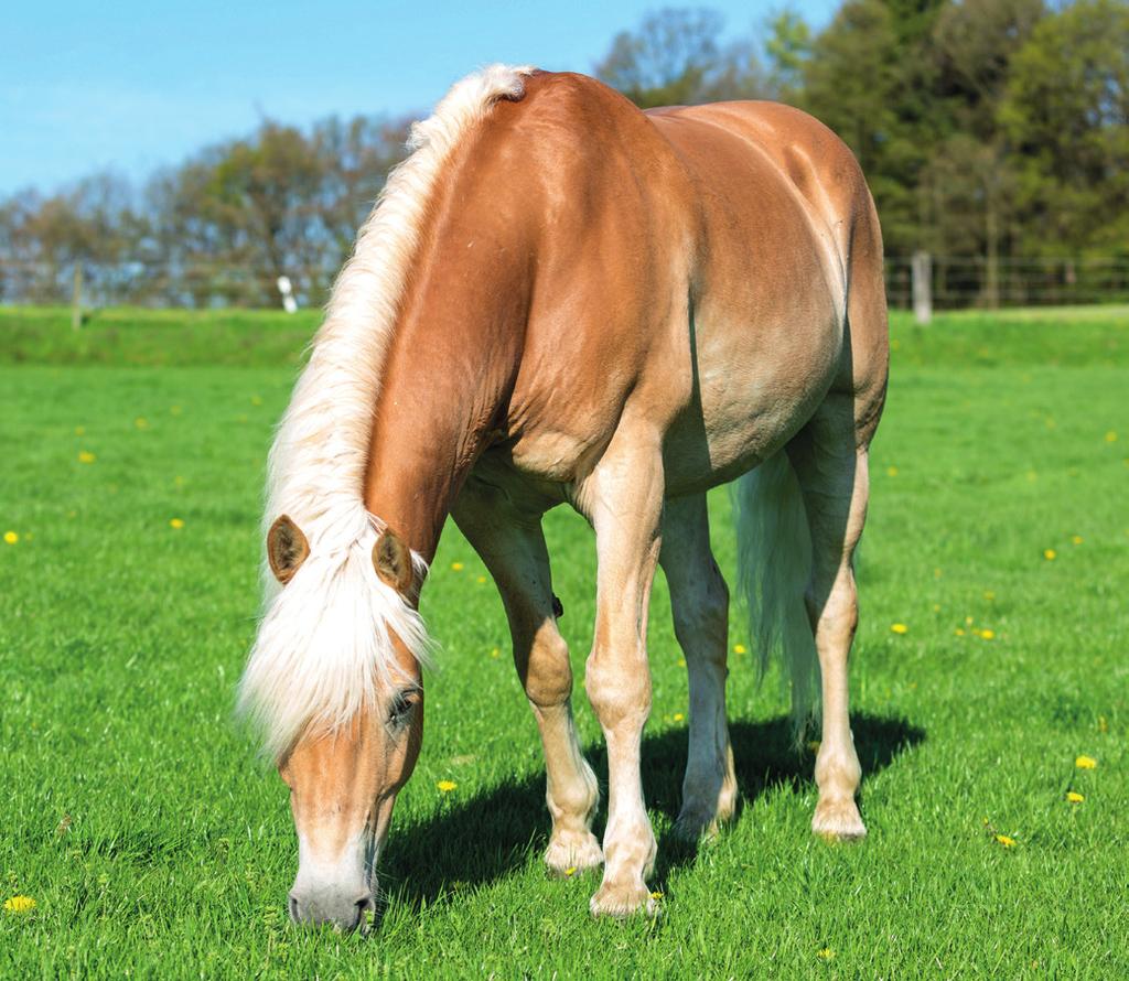 SUMMER NUTRITION IS YOUR HORSE S DIET REALLY BALANCED? Many of us are actually feeding our horses an unbalanced diet.