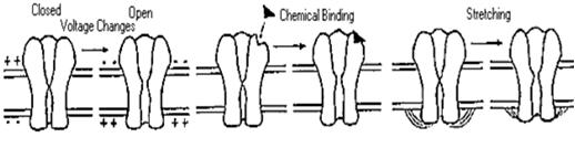 Ion Pump: creates [ ] gradient Cellular Excitation axon dendrite receptor Actively moves ions against their [ ] gradient Derives energy by hydrolyzing ATP to ADP Ion channels are gated by different