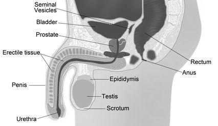 Male s s Reproductive System Sperm cells are made in the testes where it takes about 72 days for one sperm to grow. The sperm make up only about 5% of what a man ejaculates each time he ejaculates.
