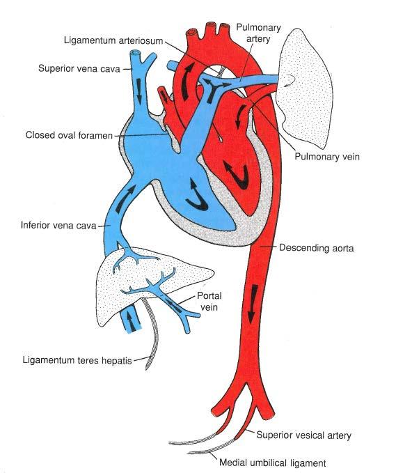6) Changes in Blood Flow