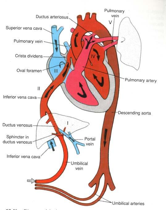 2) Changes in Blood Flow