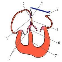 Ventricle Septum interventriculare Grows from the heart apex cranily to the