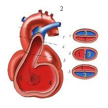Formation of aorticopulmonary septum 1. Aorta 2. Left pulmonary artery 3.