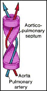 Pulmonary valve 3.