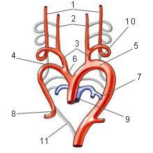 1. Internal carotid artery 2. External carotid artery 3. Common carotid artery 4. Right subclavian artery 5. Arch of aorta 6.