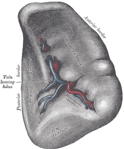 3)2 surfaces Visceral surface: related to the stomach (that forms the gastric impression), the left kidney (renal impression), the tail of the pancreas( impression below the hilum and the left colic