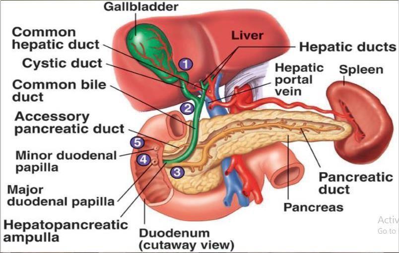 The sphincter of oddi is a thickening of smooth muscles.