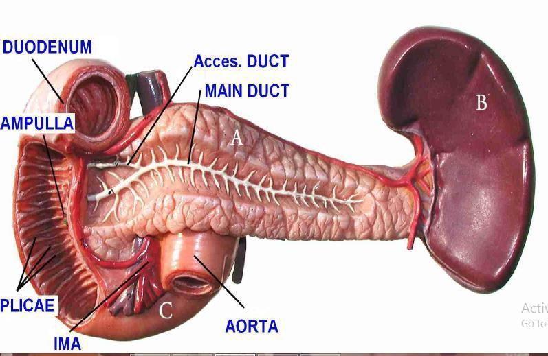 The pancreas The pancreas is found in the epigastric region and it's tail extends to the spleen in the left hypogastric region. Parts of the pancreas 1) The head: -it s disc-shaped.