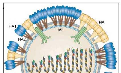 Influenza: virus structure and life cycle 22 Million people infected in 2009 20000