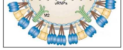 Enveloped by a lipid bilayer containing 3 proteins:ha, NA (the spike proteins) and M2 M1 is
