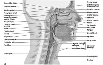 Divided by nasal septum Continuous with nasopharynx Posterior
