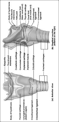 Anatomy of the Larynx The Trachea