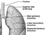 Bronchi in the Conducting Zone Secondary (lobar) bronchi Three on the right Two on the left Tertiary