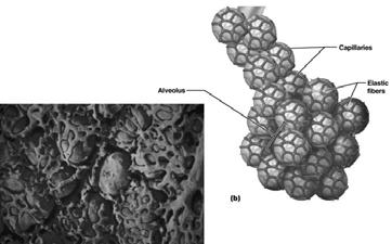bronchioles Lead to alveolar sacs (alveoli) Structures of the Respiratory Zone Anatomy of