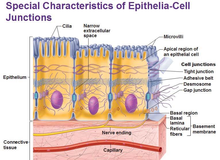 Basal lamina: All epithelial cells have at their basal surface a sheet like extracellular structure called the basal lamina, separating them from the underlying connective tissue (lamina propria).