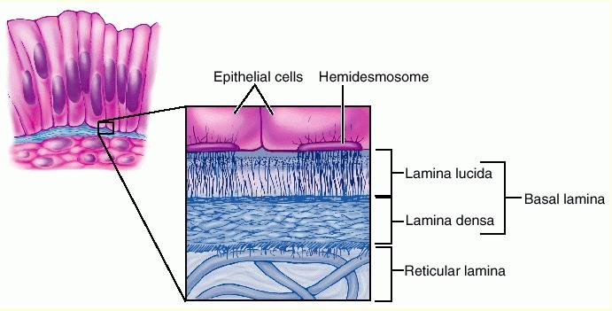 In some instance, reticular fibers are closely associated with the basal lamina forming a layer termed the reticular lamina, the reticular fibers are produced by connective tissue cells and it is