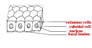 Simple Cuboidal Epithelium: Cuboidal cells are roughly square or cuboidal in shape. Each cell has a spherical nucleus in the centre.