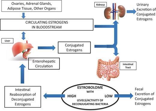 Estrogen and Gut Lining Estrogen is necessary receptors trigger function Estrogen can increase absorption Reduces damage from gastric ulcers Helps prevent intestinal