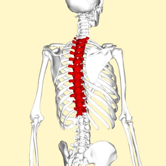 Bones and Joints Don t forget the thoracic spine!