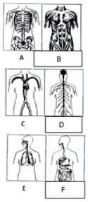 9/30/2017 ody Systems Test Question #14 The diagrams represent six of the major human body systems.