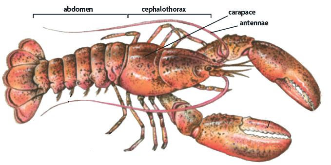 Crustaceans evolved as marine arthropods. Crustaceans share several common features.