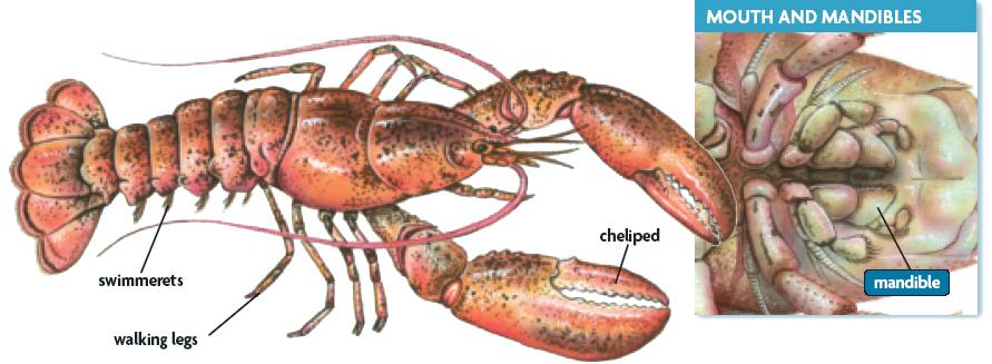 Crustacean appendages are used for a variety of functions.