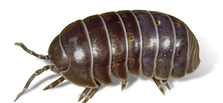 Isopods such as pill bugs have flattened bodies and seven pairs of