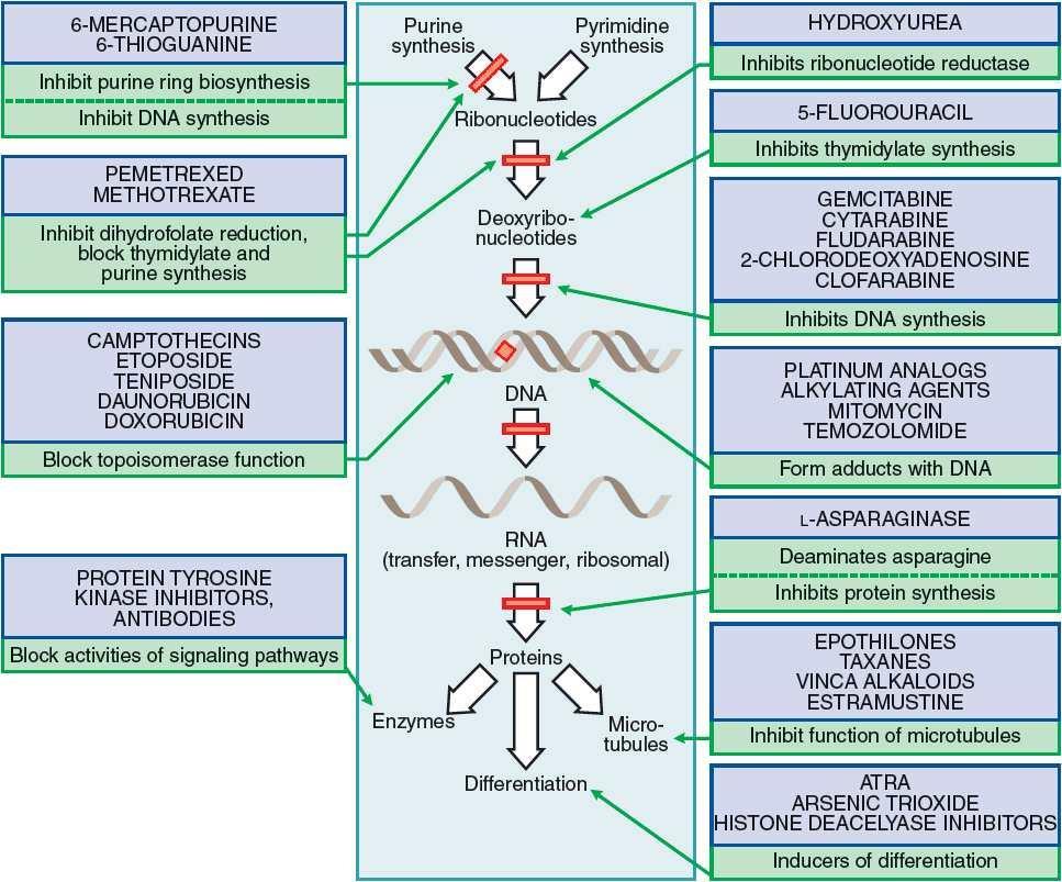 (Fig.1) Examples of chemotherapeutics affecting the availability of DNA and RNA precursors A. Treatment Strategies 1.