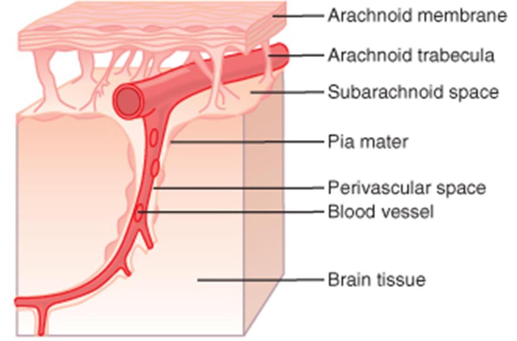 Perivascular Spaces and Cerebrospinal Fluid.